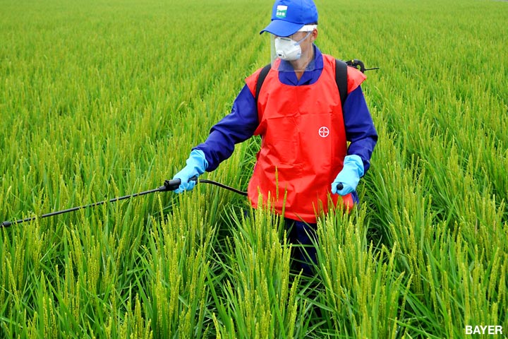 farmer spraying rice