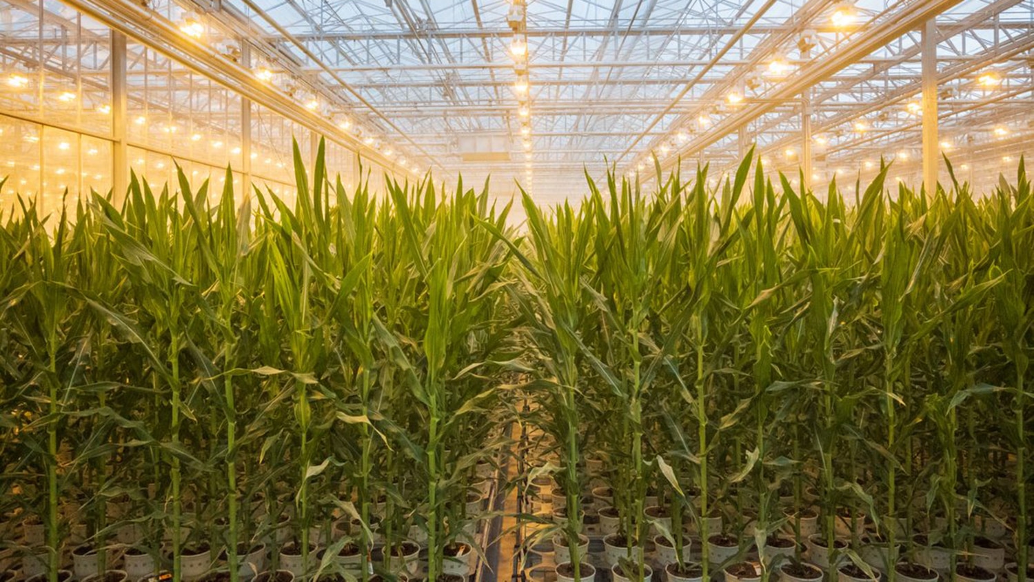 Inside the Marana Arizona Greenhouse