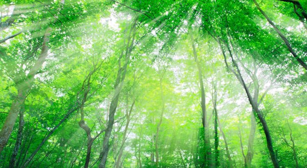 forest-and-sunlight-600x330.jpg