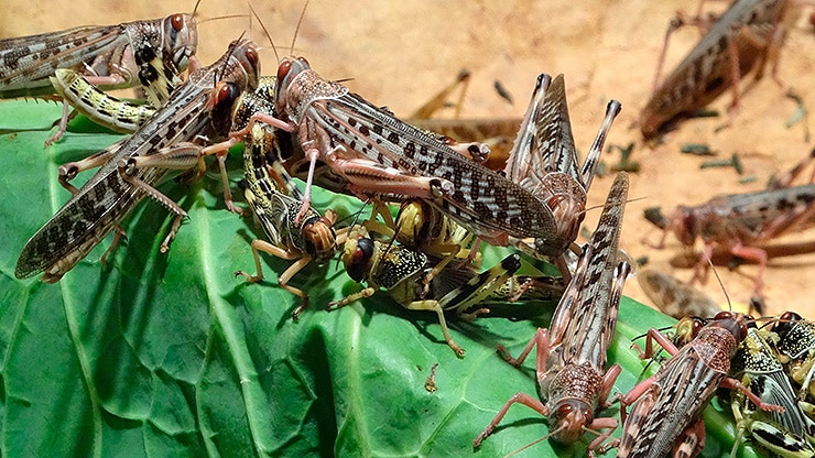 locust