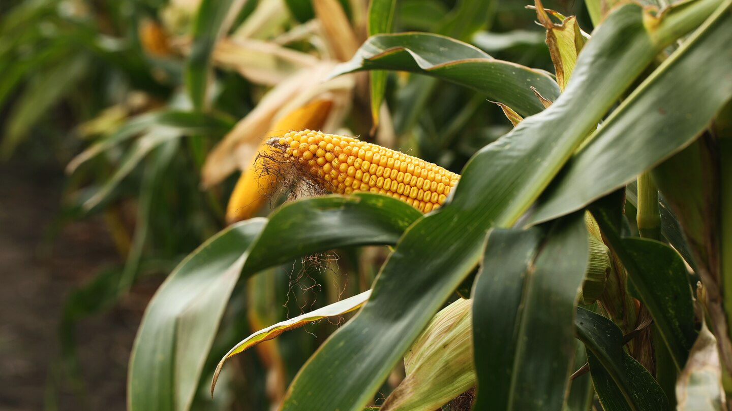 Corn ear 