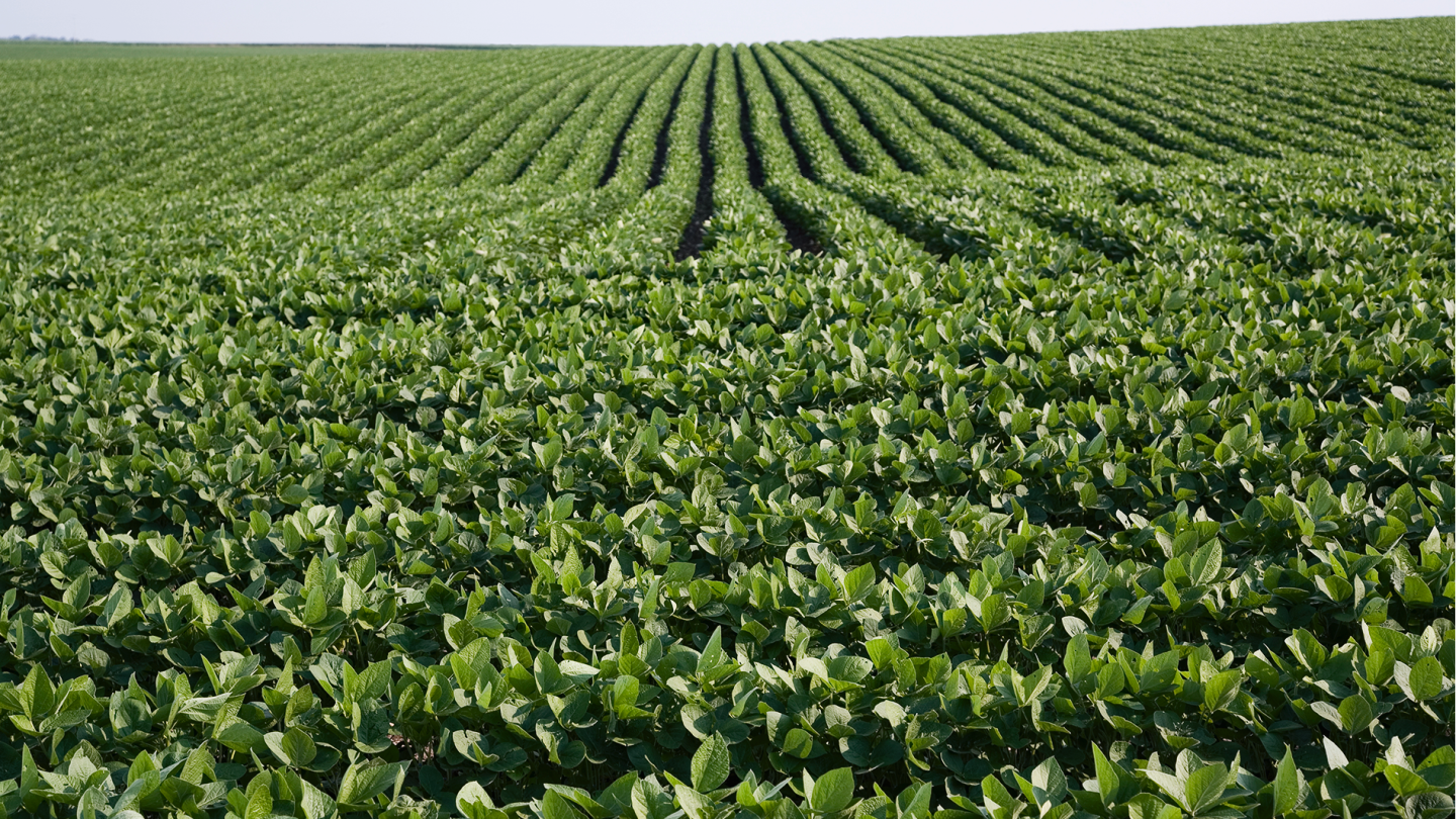 North American soy field