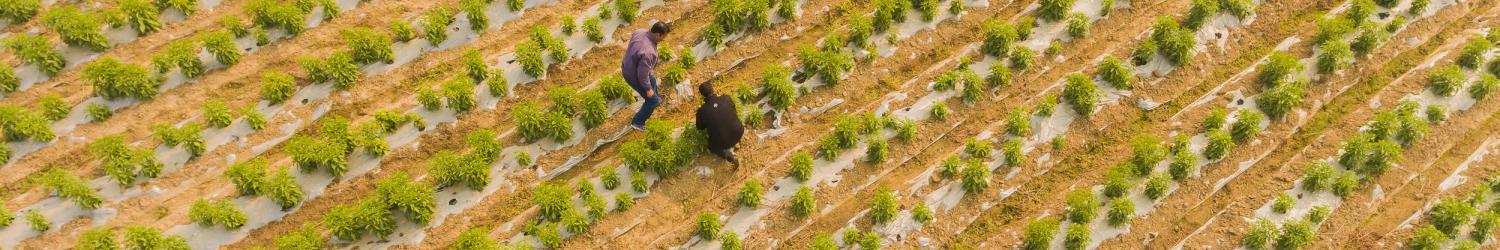 Farmer in Field