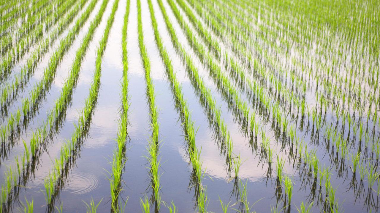 Rice field