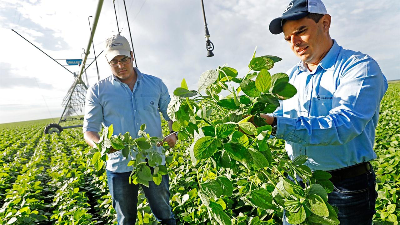 soybean-experts
