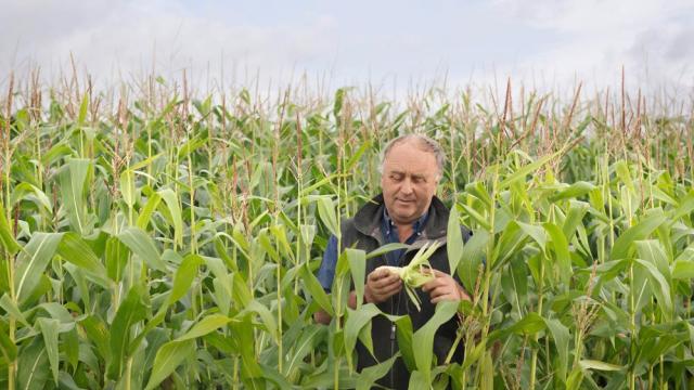 Man inspecting corn in field