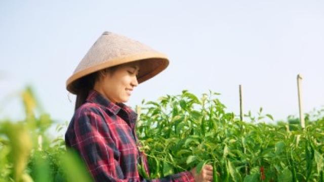 Female farmer picking peppers