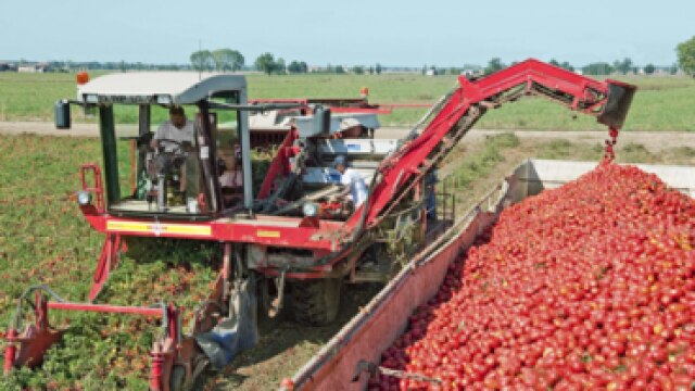 Processing Tomatoes