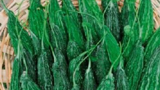 Bitter Gourd