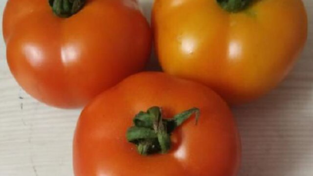 Saksham Tomatoes