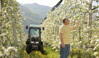 Agricultor observando manzanos en flor