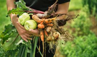 Agricultor recogiendo hortalizas