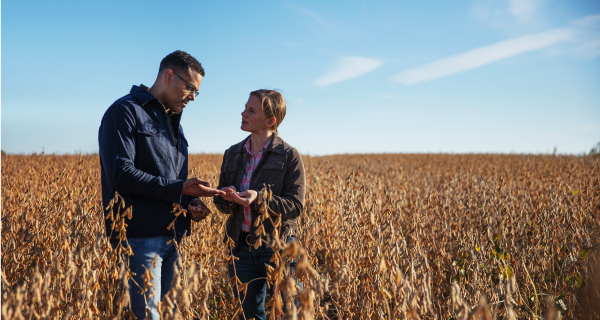 Farmers in a soybean field