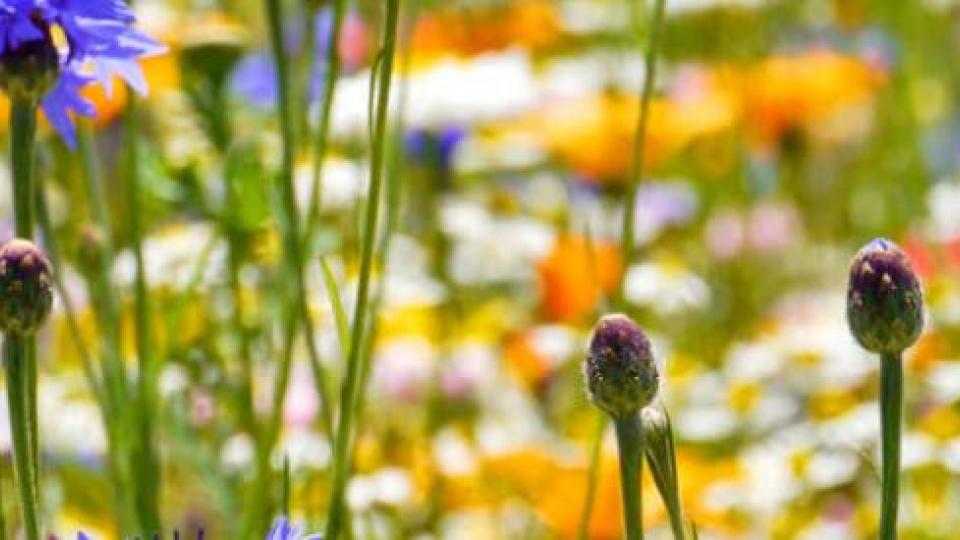 agro-ecosystem