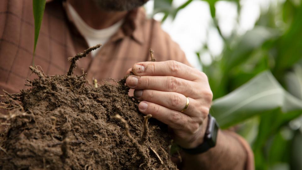 farmer inspecting roots 