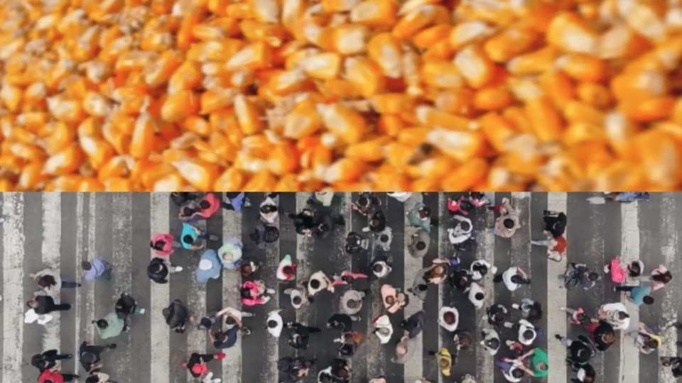 Corn and crowd juxtaposition