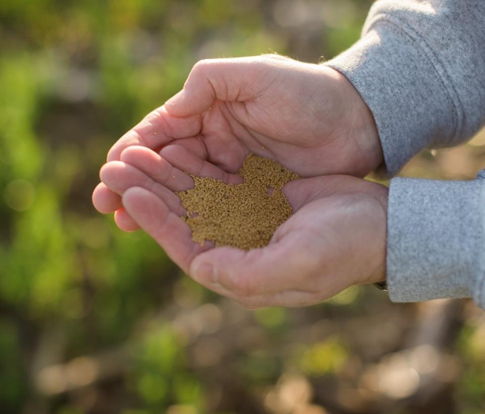 CoverCress Seeds Hands
